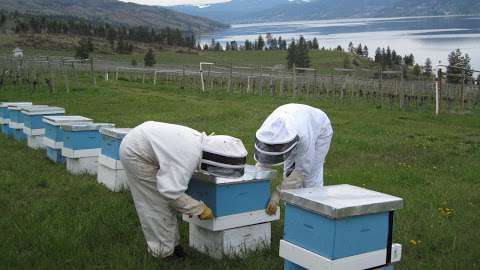 Arlo's Honey Farm