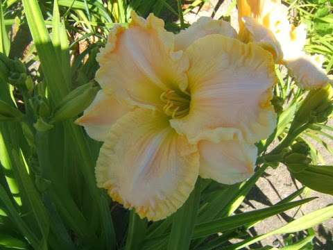 Canyon Ridge Daylily Farm Canyon Ridge Daylily Farm